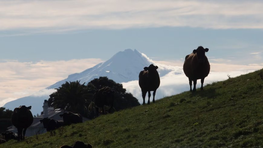 Farmland Grab reports New Zealand's new rules to curb large-scale carbon farming
